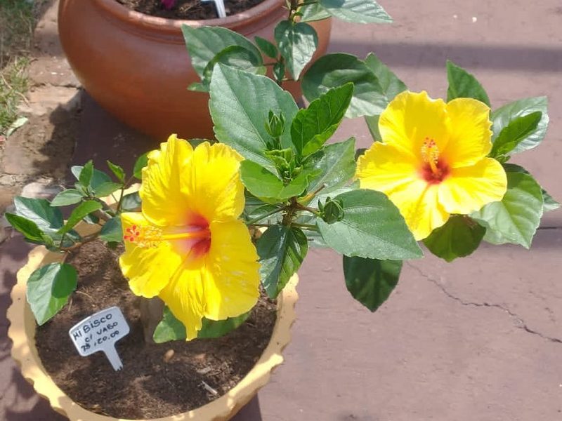 Arbustos com flores em Arandu: hibiscos amarelos em vasos com etiqueta, por Greg Garden Paisagismo