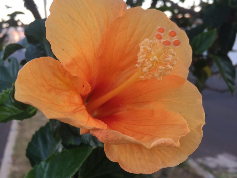 Arbustos com flores em Piraju: hibisco laranja, por Greg Garden Paisagismo