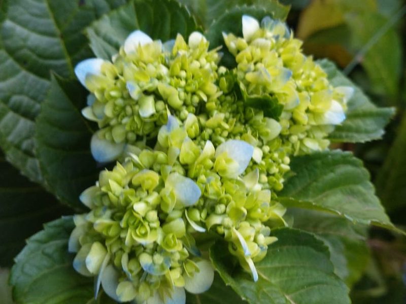 Arbustos para jardim em Águas de Santa Bárbara: hortênsia em botão, por Greg Garden Paisagismo