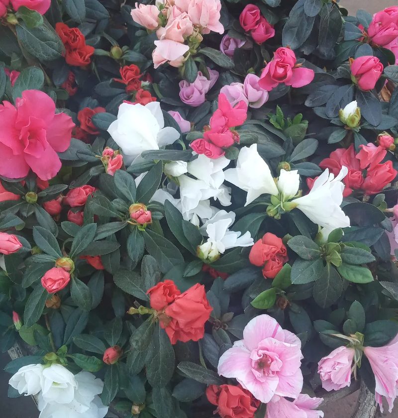 Arbustos para jardim em Bernardino de Campos: azaleias (rosa, branca e vermelha), por Greg Garden Paisagismo
