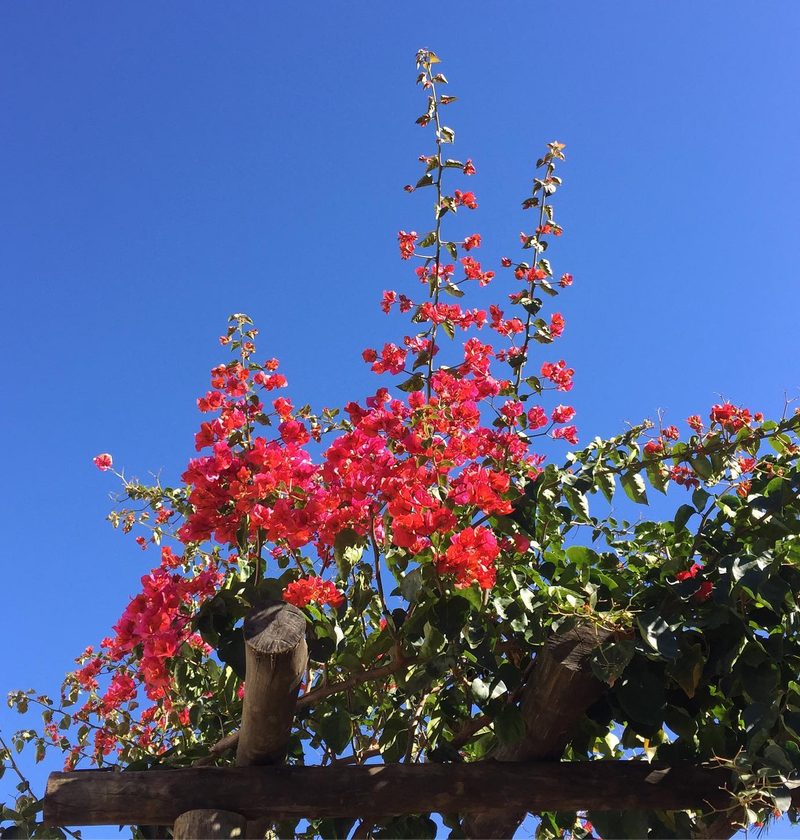 Árvores para jardim em Batista Botelho: árvore florida de flores vermelhas, por Greg Garden Paisagismo