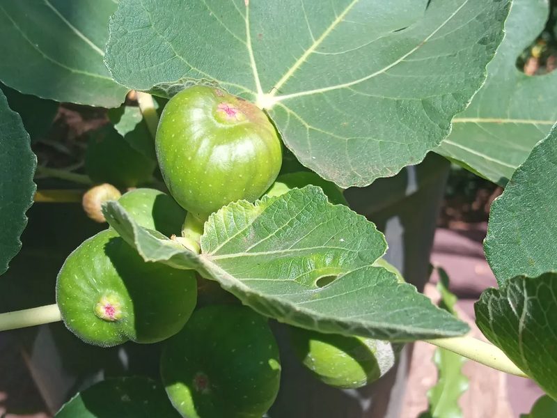 Árvores para jardim em Santa Bárbara Resort Residence: figos verdes na figueira, por Greg Garden Paisagismo