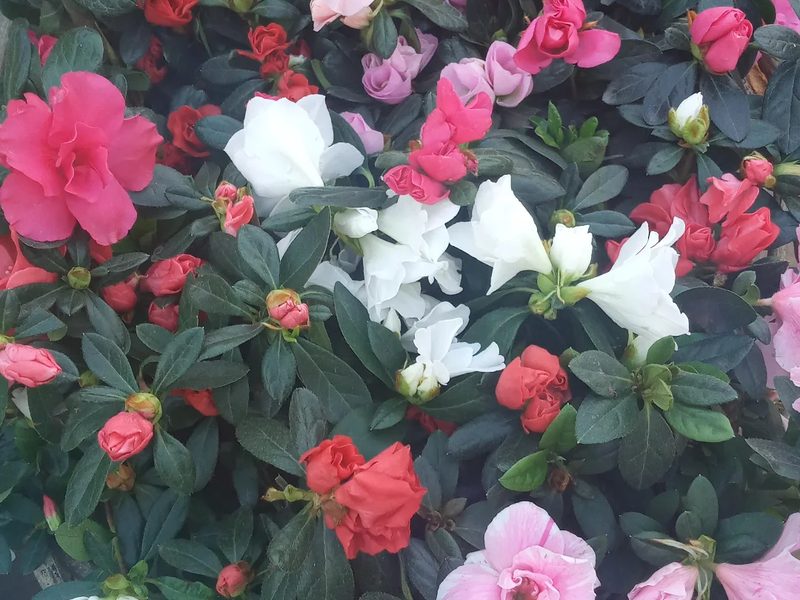 Flores ornamentais em Iaras: azaleias (rosa, branca e vermelha), por Greg Garden Paisagismo