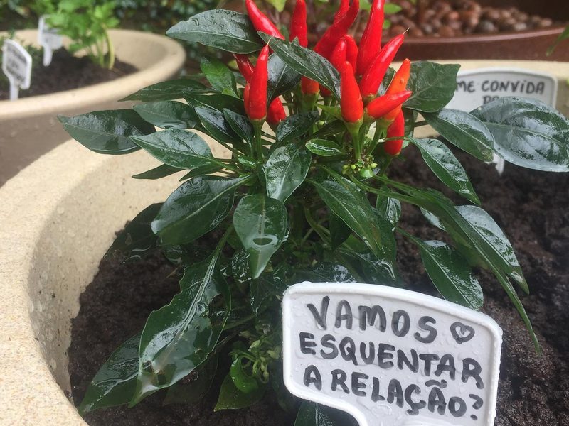 Jardim vertical em Arandu: pimenta ornamental em vaso com plaquinha, por Greg Garden Paisagismo