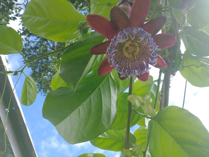 Mudas frutíferas em Piraju: maracujá (flor e folhas), por Greg Garden Paisagismo