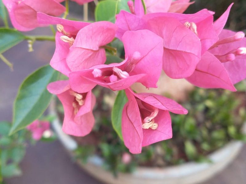 Onde comprar flores para jardim em Arandu: buganvília rosa em vaso, por Greg Garden Paisagismo