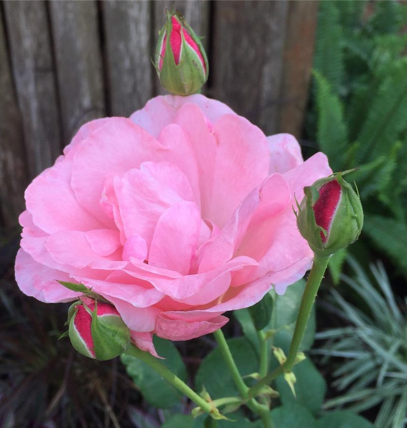 Onde comprar flores para jardim em Óleo: rosa rosa com botões, por Greg Garden Paisagismo