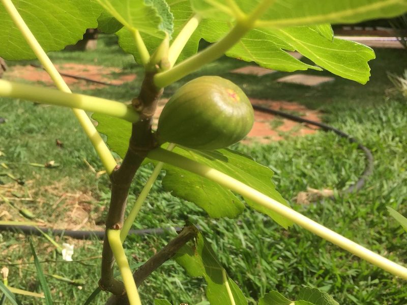 Onde comprar mudas frutíferas em Avaré: figueira com fruto verde, por Greg Garden Paisagismo