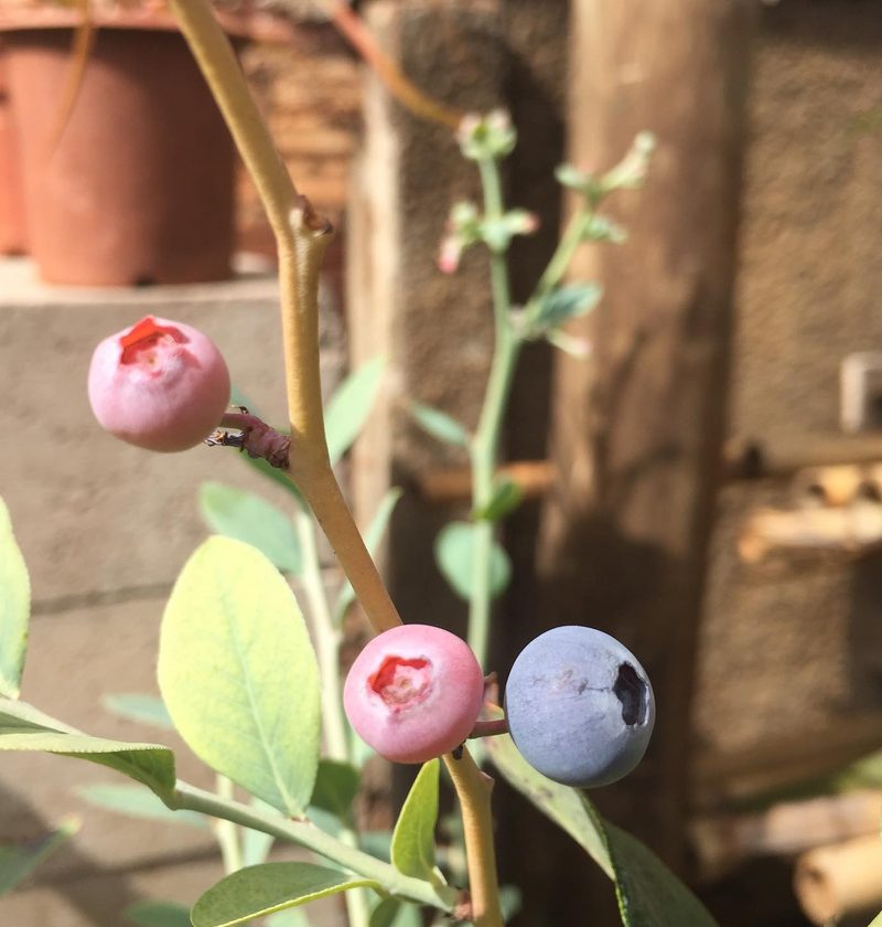 Onde comprar mudas frutíferas em Óleo: mirtilo com frutos, por Greg Garden Paisagismo