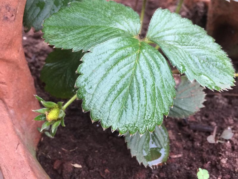 Onde comprar mudas frutíferas em Óleo: morangueiro em vaso de barro, por Greg Garden Paisagismo