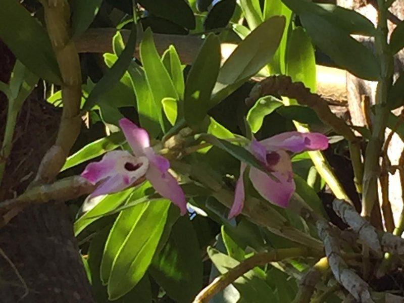Onde comprar orquídeas em Bernardino de Campos: orquídea Dendrobium rosa, por Greg Garden Paisagismo