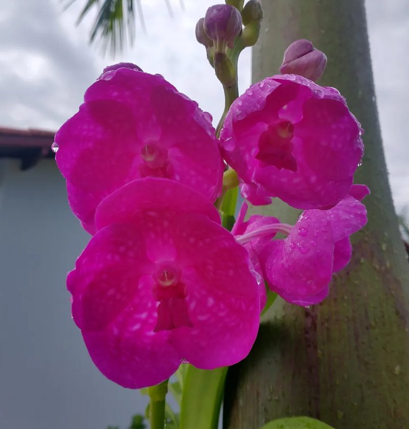 Onde comprar orquídeas em Bernardino de Campos: orquídea Vanda magenta, por Greg Garden Paisagismo