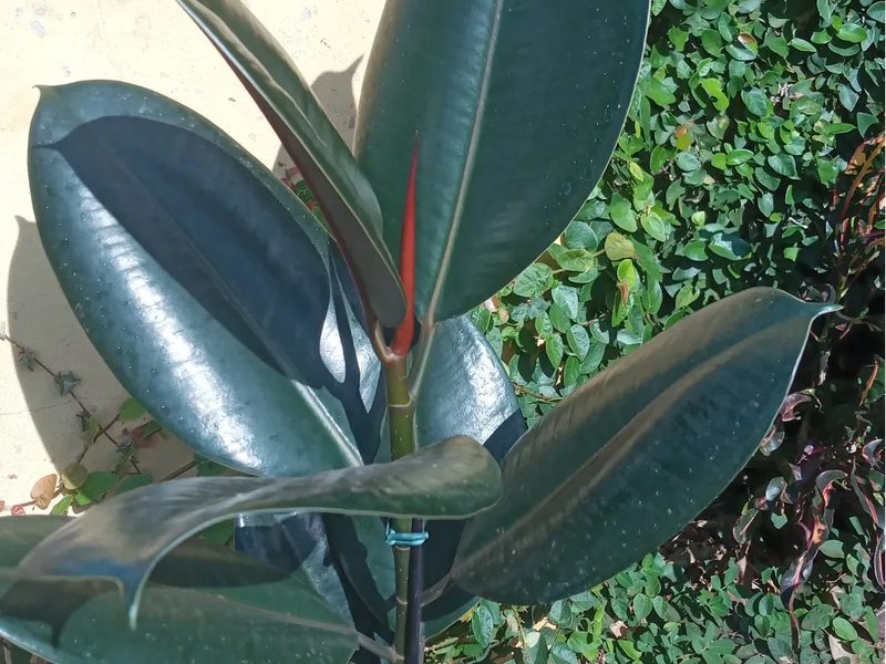 Onde comprar plantas em Arandu: seringueira (Ficus elastica), por Greg Garden Paisagismo