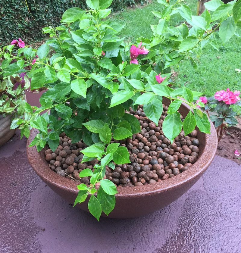Onde comprar vasos para jardim em Águas de Santa Bárbara: buganvília em vaso com argila expandida, por Greg Garden Paisagismo