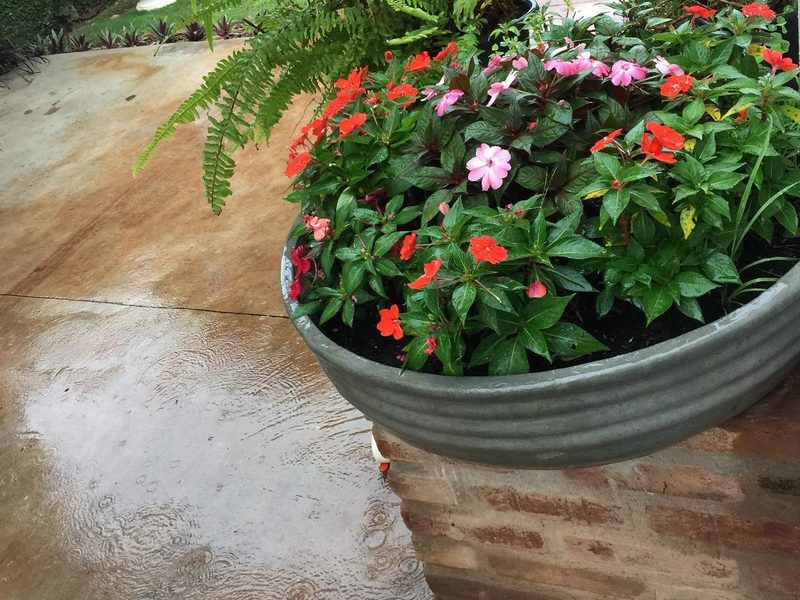 Onde comprar vasos para jardim em Avaré: vaso de zinco com beijinhos e samambaia, por Greg Garden Paisagismo
