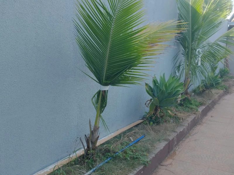 Orçamento de jardinagem em Piraju: palmeiras jovens plantadas junto ao muro, por Greg Garden Paisagismo