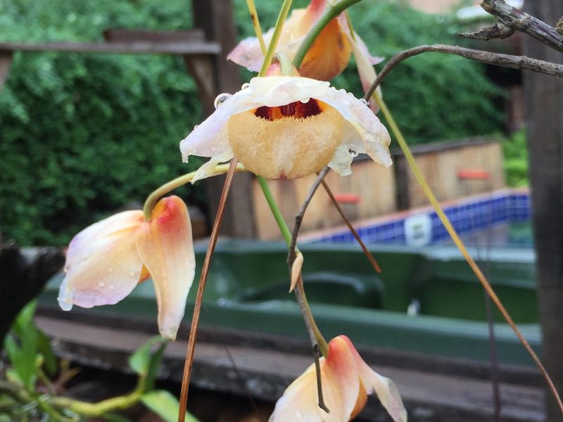 Orquídeas em Iaras: orquídea pendente em viveiro, por Greg Garden Paisagismo