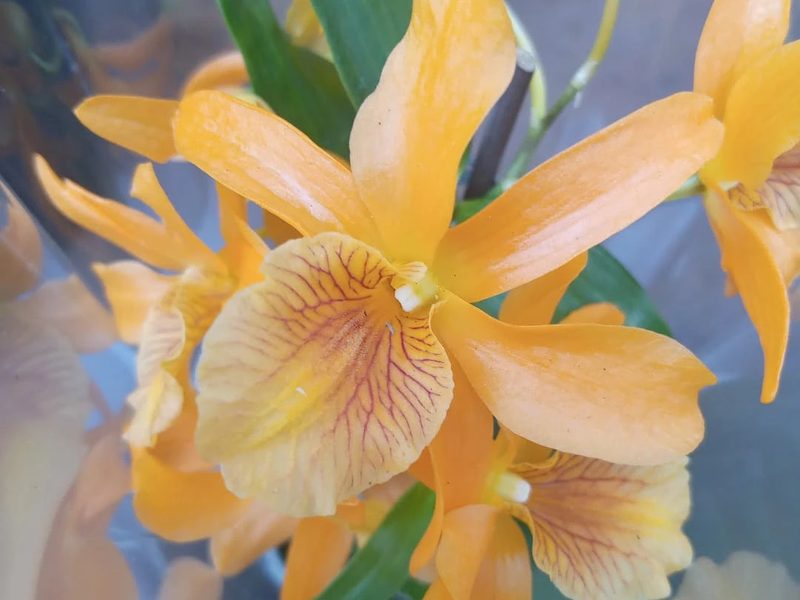 Orquídeas em vaso em Arandu: orquídea laranja, por Greg Garden Paisagismo