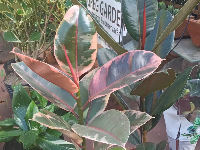 Plantas com flores em Óleo: ficus variegado à venda com placa Greg Garden, por Greg Garden Paisagismo