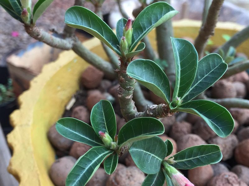 Suculentas em Batista Botelho: rosa-do-deserto em vaso com argila, por Greg Garden Paisagismo