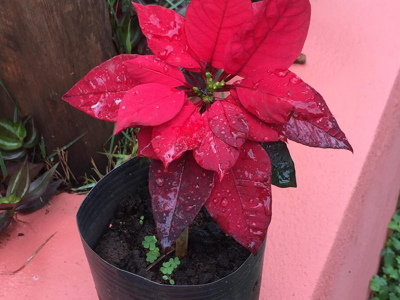 Venda de mudas em Bernardino de Campos: bico-de-papagaio vermelho em saquinho, por Greg Garden Paisagismo