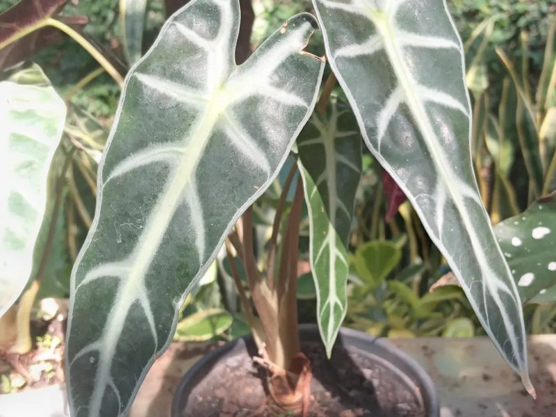 Venda de plantas em Piraju: alocásia em vaso, por Greg Garden Paisagismo