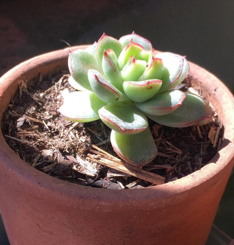 Venda de suculentas em Bernardino de Campos: echeveria em vaso de barro, por Greg Garden Paisagismo