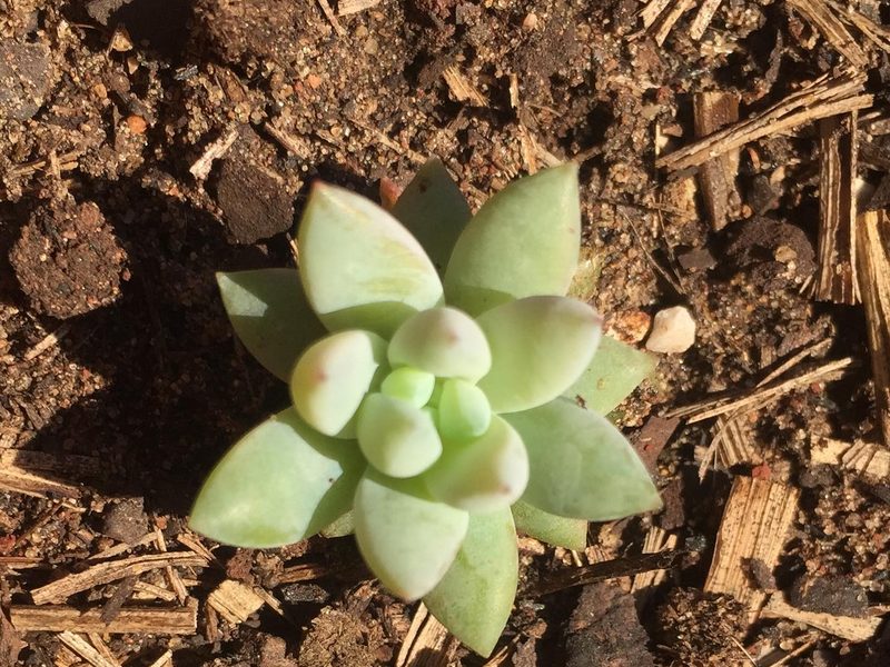 Venda de suculentas em Manduri: suculenta no solo, por Greg Garden Paisagismo