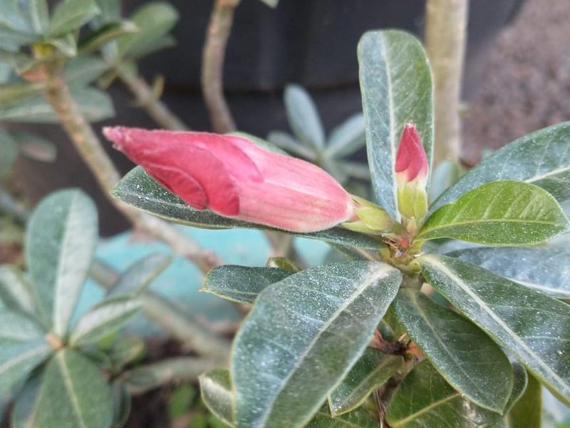 Venda de suculentas em Óleo: rosa-do-deserto em botão, por Greg Garden Paisagismo